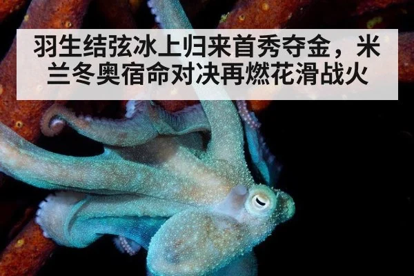 羽生结弦冰上归来首秀夺金,米兰冬奥宿命对决再燃花滑战火
